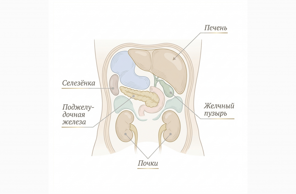 Educational_medical_illustration_anatomical_diagr-1782782076428.png.png